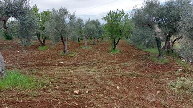 Terreno agricolo