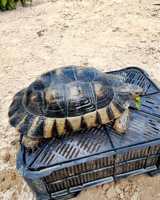 coppia Testudo marginata sarda