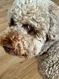 Lagotto romagnolo per monta
