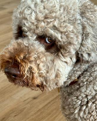 Lagotto romagnolo per monta