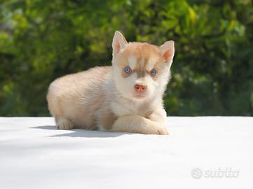 Cucciolina di Siberian Husky