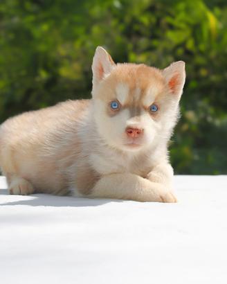 Cucciolina di Siberian Husky
