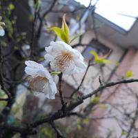 Prunus mune pre bonsai