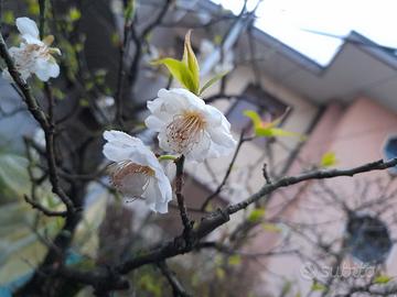 Prunus mune pre bonsai