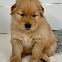 Golden retriever americano con pedigree