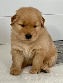 Golden retriever americano con pedigree