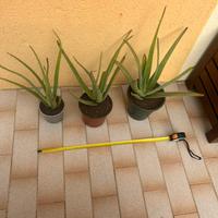 Aloe Vera in vaso