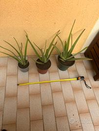 Aloe Vera in vaso