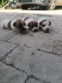 cuccioli jack Russell 