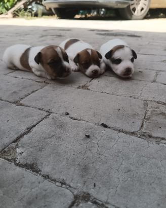 cuccioli jack Russell 
