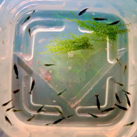 Scarti di selezione caridine Blue Dream Acquario