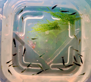 Scarti di selezione caridine Blue Dream Acquario