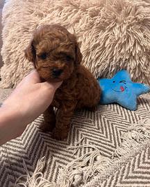 Cucciola Barboncino Toy