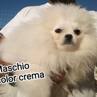 Volpini di Pomerania