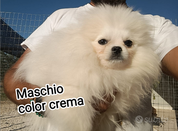 Volpini di Pomerania