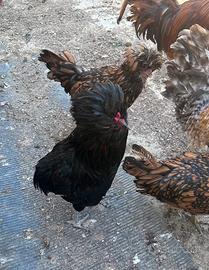 Gallo padovano