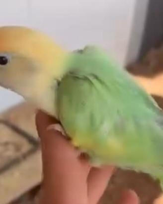 Inseparabili