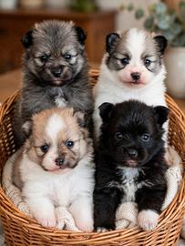 Cuccioli di Volpino Tedesco