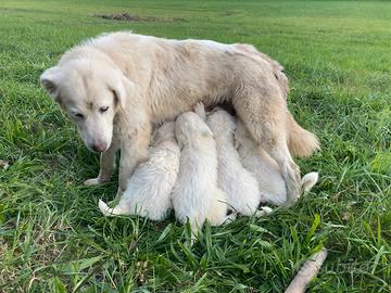 Cuccioli di maremmano