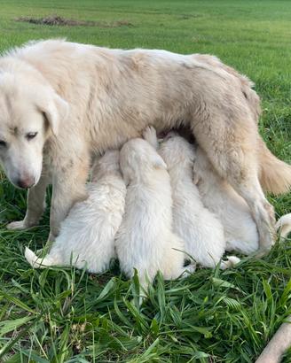 Cuccioli di maremmano
