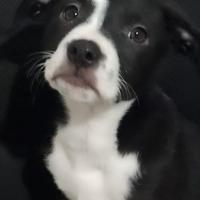 Cuccioli incrocio red nose e simil labbrato