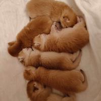 Gattini British scorthair Golden