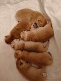 Gattini British scorthair Golden