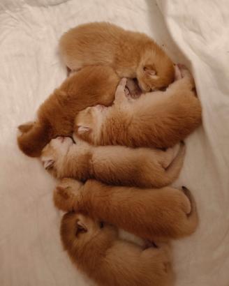 Gattini British scorthair Golden