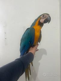 Ara ararauna maschio allevato a mano