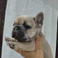 Cuccioli bulldog francese