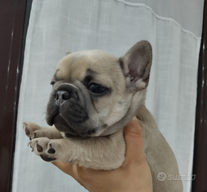 Cuccioli bulldog francese