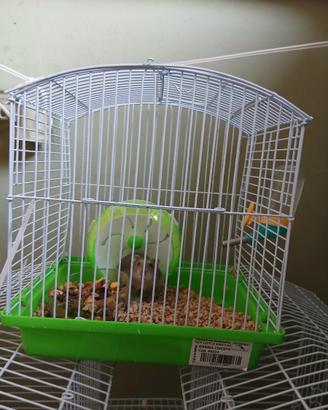 Criceti piu gabbia con accessori
