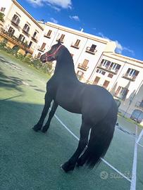 Cavallo frisone