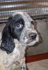 Cuccioli Setter 