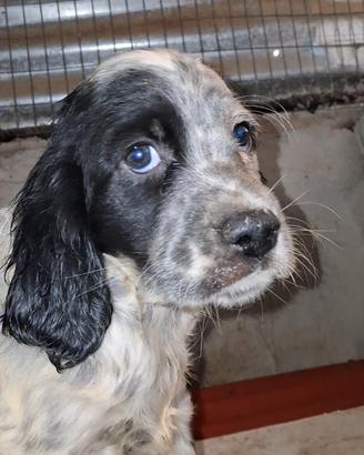 Cuccioli Setter 