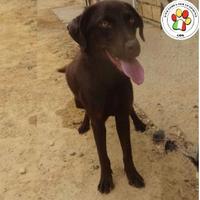 Femmina mix labrador