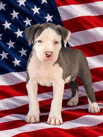 Cuccioli Pitbull