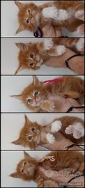 Cuccioli Maine coon Red tabby