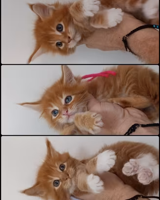 Cuccioli Maine coon Red tabby