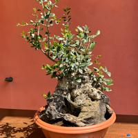 Bonsai olivo selvatico