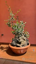 Bonsai olivo selvatico