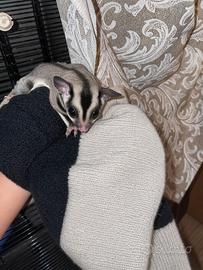 Petauro dello zucchero