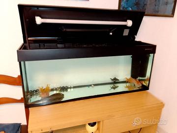 acquario 
