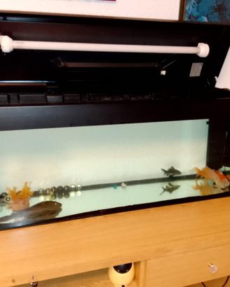 acquario 