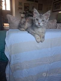 Maine coon cuccioli