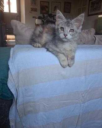 Maine coon cuccioli
