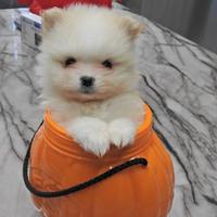 Cucciolo di pomerania