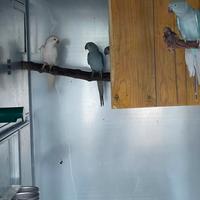 Pappagalli parrocchetto dal collare