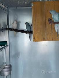 Pappagalli parrocchetto dal collare