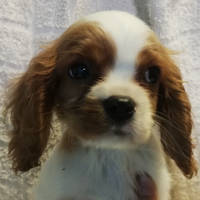 Cavalier king